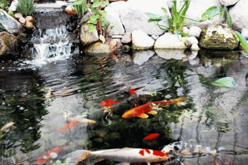 Thiết kế thi công hồ koi tiểu cảnh sân vườn