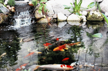 Thiết kế thi công hồ koi tiểu cảnh sân vườn