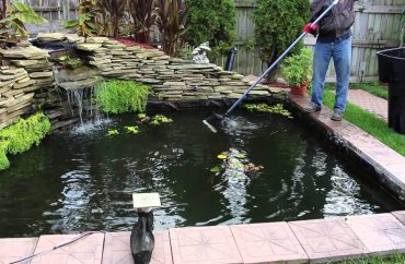 Vệ sinh chăm sóc bảo dưỡng hồ cá Koi