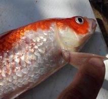 Bệnh đốm đỏ