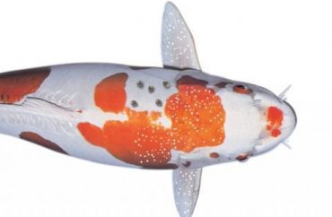 Bệnh đốm trắng