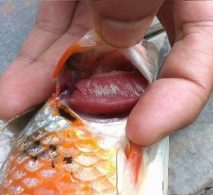 Bệnh sán da, sán mang