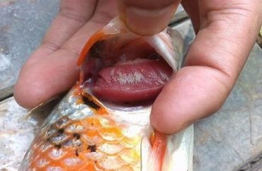 Bệnh sán da, sán mang