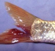 Bệnh thối đuôi