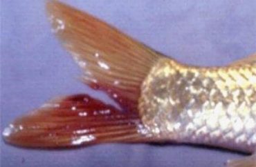 Bệnh thối đuôi