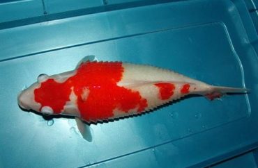 Bệnh xù vảy (Dropsy)